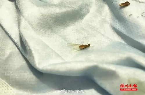 福州白蟻季來臨，千萬別這樣做！專業防治指南請收好