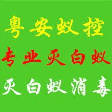 專業白蟻防治服務——廣州佳潔害蟲防治公司，守護您的安居環境