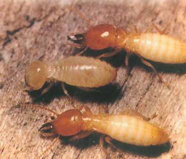 深圳白蟻防治站服務與費用詳解 家庭如何徹底消滅白蟻