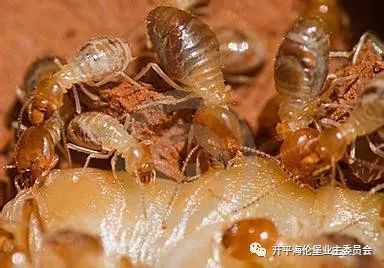 關于海倫堡小區白蟻防治工作的情況匯報