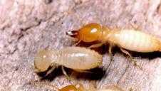 東莞專業白蟻防治服務 全方位守護工廠與別墅，二手設備轉讓信息盡在世界工廠網