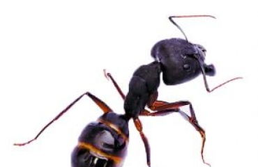 南昌專業滅白蟻與鼠蟲防治 全面守護您的居住環境